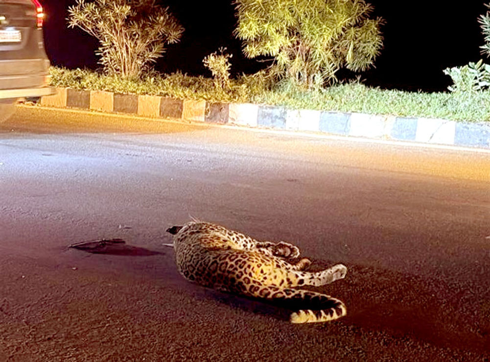 Leopard dies in road accident on Gurugram-Faridabad road.
